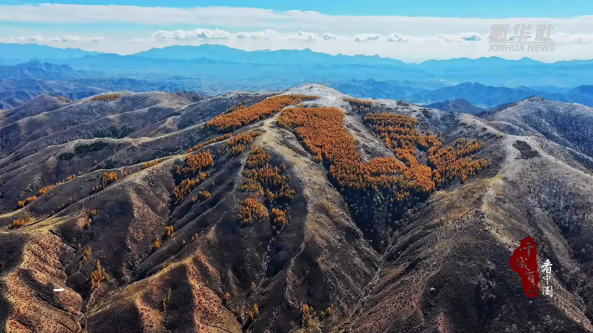 千城百县看中国｜内蒙古：秋松鎏金映初雪