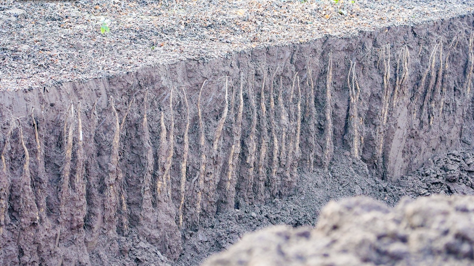 张宝山铁棍山药戴上“溯源身份证” 扫码追溯从田间到餐桌的全过程