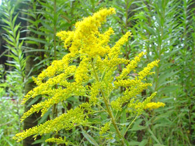 图源：湖南省林业厅