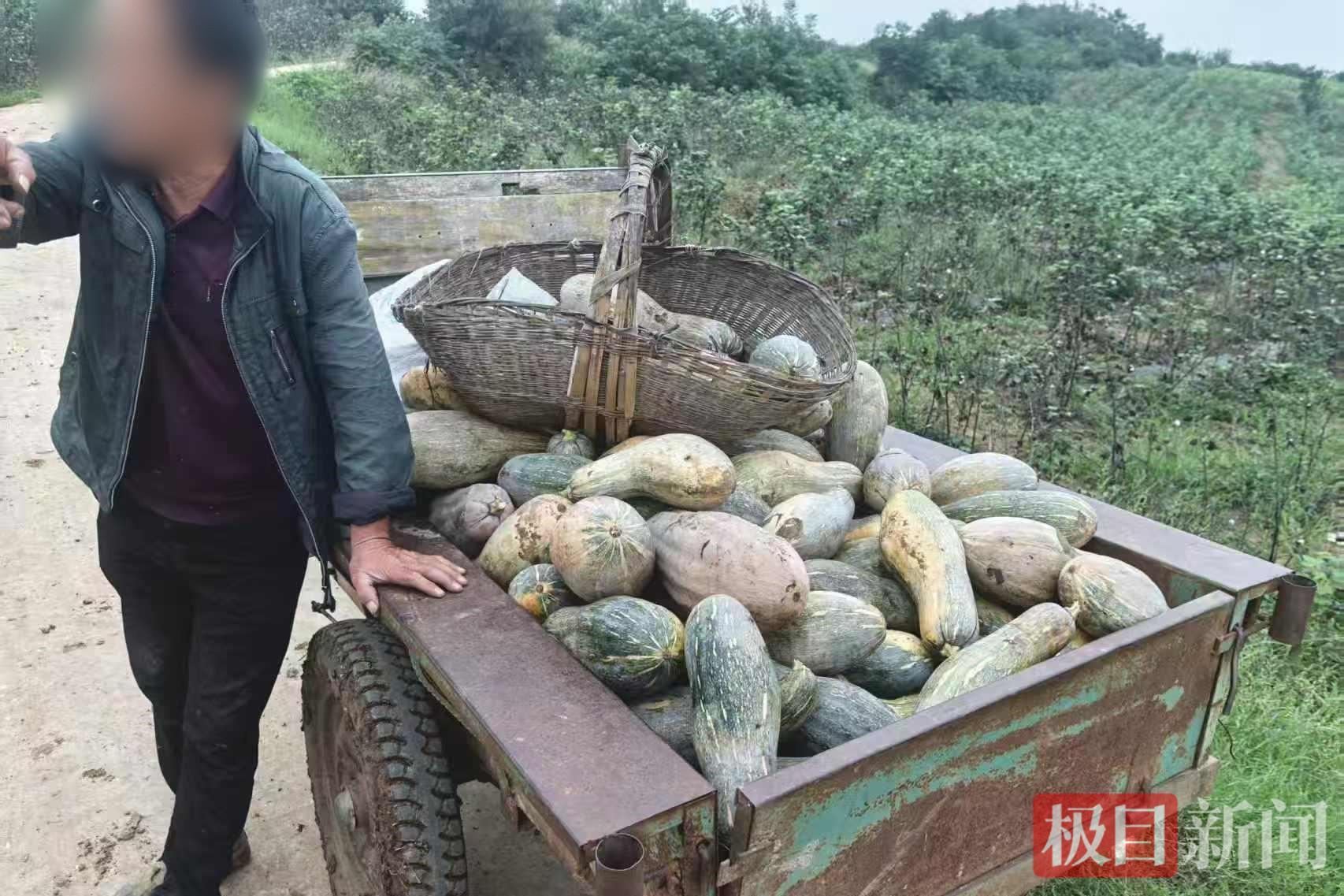 图二 被盗的南瓜.jpg