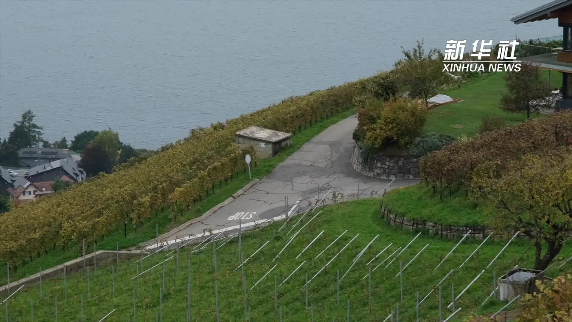 瑞士秋色：走进拉沃酒庄