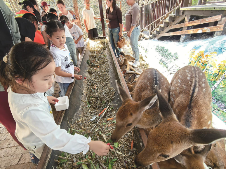 东丰县作为“中国梅花鹿之乡”，近年来坚持以科技创新为引领，以文化赋能为纽带，推动梅花鹿产业从传统养殖向全链条高附加值方向跨越。图为游客在养鹿官山园与梅花鹿亲密互动。赵蓓蓓 摄
