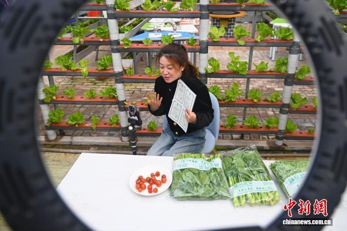 10月22日，兰州国际传播交流宣传周期间，来自加拿大、爱尔兰、德国、韩国等国家和地区的海外华文媒体融合采访团走进位于甘肃省兰州市皋兰县的绿旺科技服务专业合作社。该合作社主要从事特色瓜菜生产销售，总体划分为科普培训区、农耕研学区、新品种试验示范区、生产种植区四个板块。图为工作人员直播销售蔬菜。中新社记者　李亚龙　摄