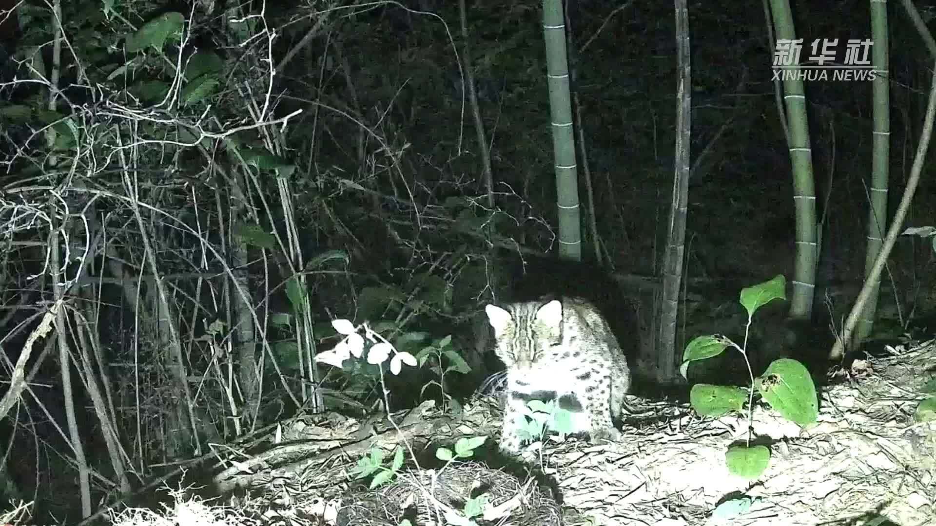 江西庐山：红外相机拍摄到豹猫影像