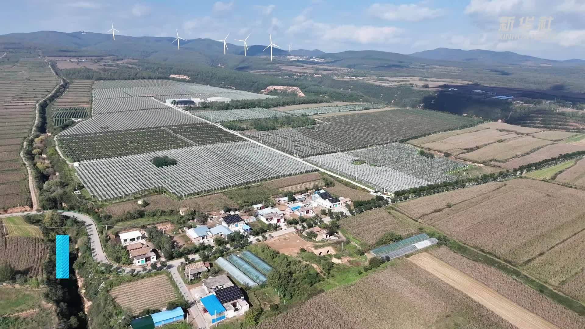 陕西淳化：苹果迎来采收季