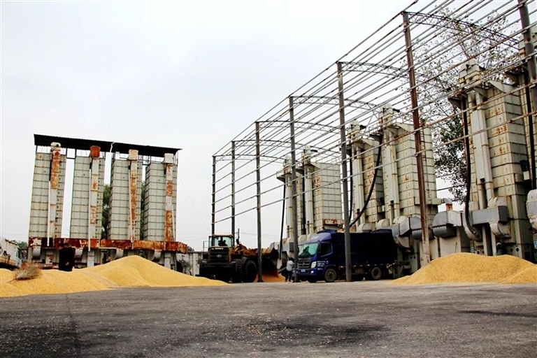 10月11日，永城市高庄镇盛源农机专业合作社，13座烘干塔日夜吞吐、全天候运转。 张朋 摄