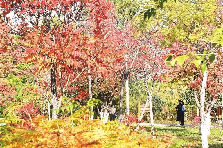 百花公园里游人漫步赏红叶　崔盛政　摄