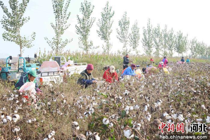 图为南宫市大高村镇宋旺村的棉农在采收棉花。 田优 摄