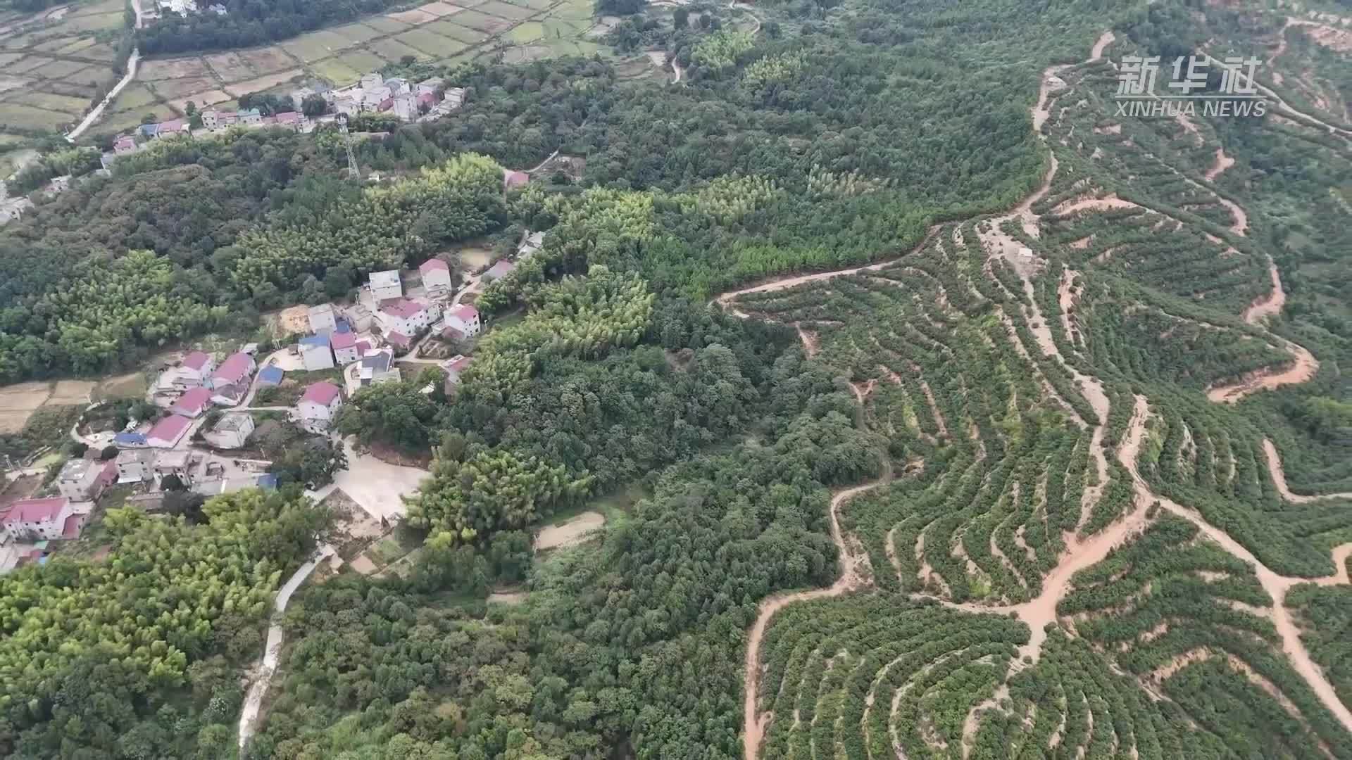 江西余干：油茶满山香 丰收采摘忙