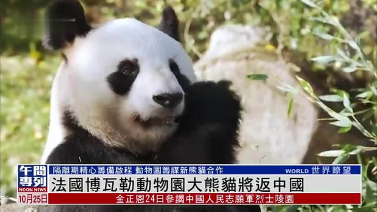 法国博瓦勒动物园大熊猫将返中国