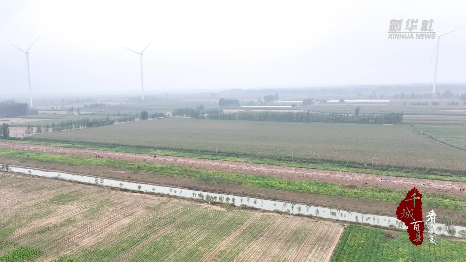 千城百县看中国｜河北广宗：丰收季里“薯”光好