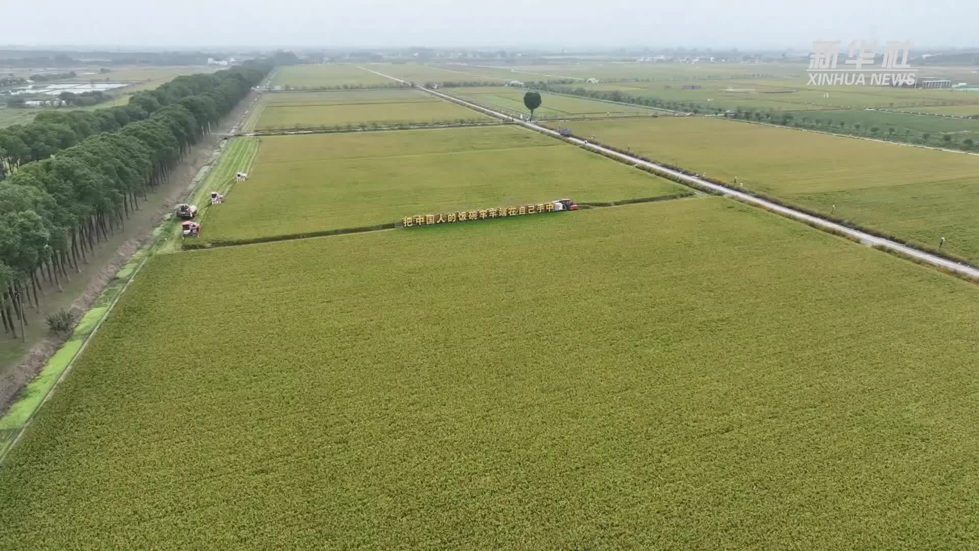 江苏溧阳：48万亩水稻全面进入收获期