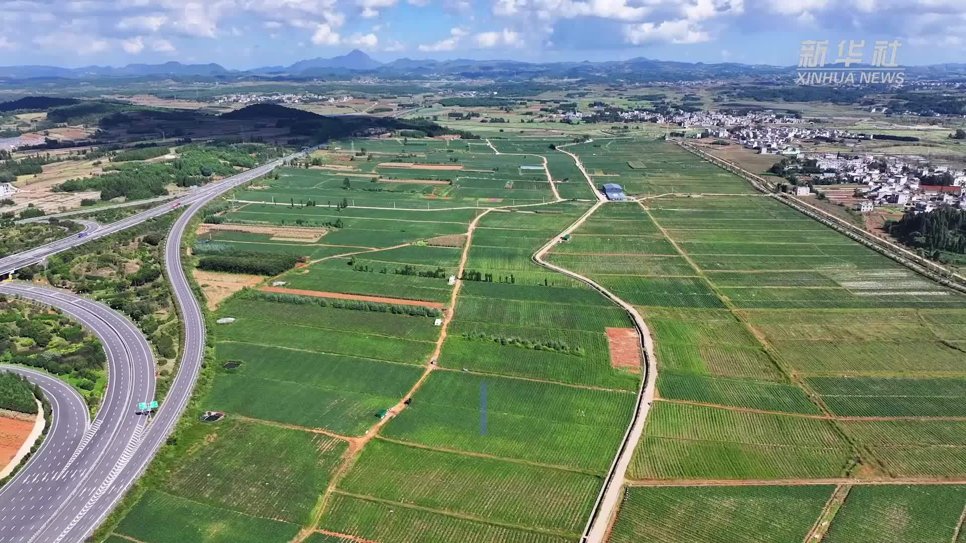 云南师宗：科技赋能香瓜茄销往大市场