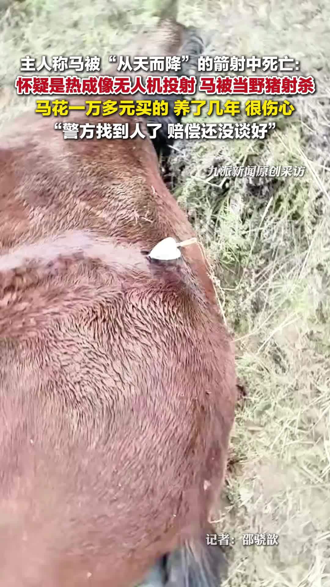 主人回应马被箭射死：怀疑是热成像无人机投射，马被当野猪射杀