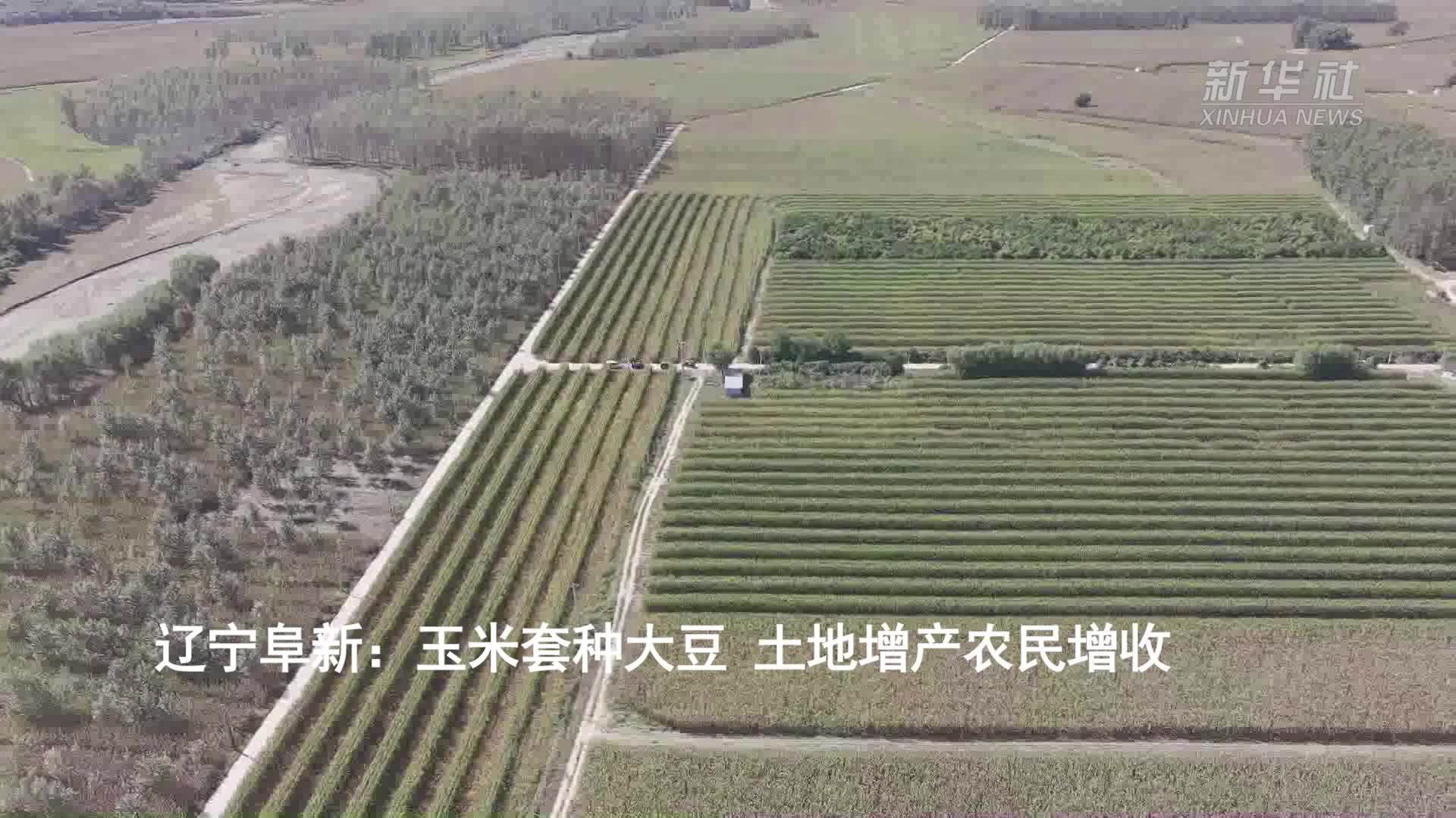 辽宁阜新：玉米套种大豆 土地增产农民增收