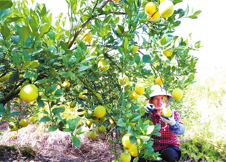石城县：赣南早脐橙上市（图）