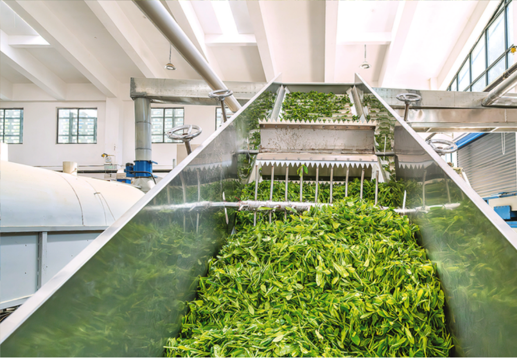 余姚茶叶科技小院正在生产茶叶。