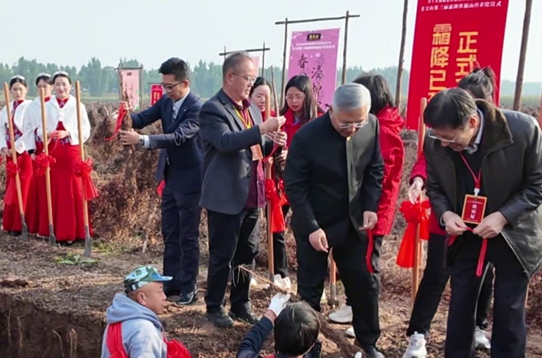 霜降来了挖山药！一线直击怀山药丰收盛况！