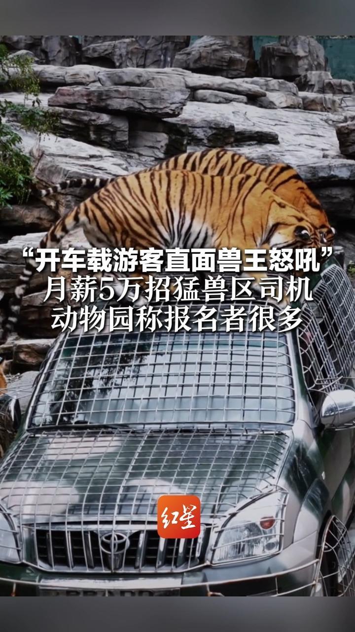 “开车载游客直面兽王怒吼”  月薪5万招猛兽区司机 动物园称报名者很多 评论区报名网友个个胆大如虎