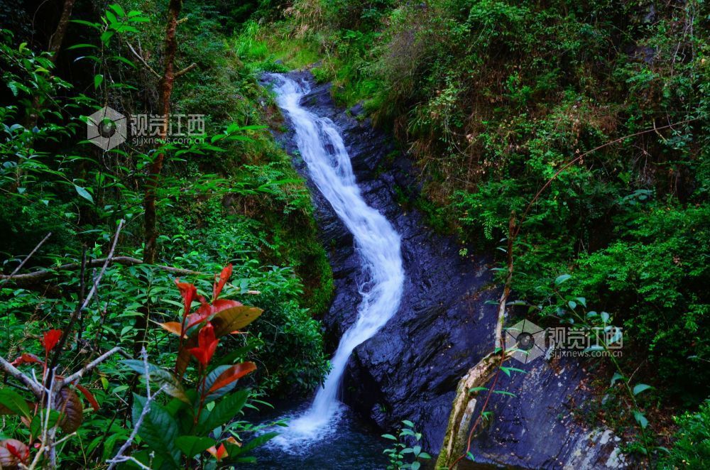 深秋时节，江西省永新县三湾乡的九陇山，迎来了一年中最富诗意的时刻。数十处形态各异的瀑布如白练倾泻而下。潺潺流水与漫山彩林交相辉映，宛若一幅浑然天成的巨幅油画。