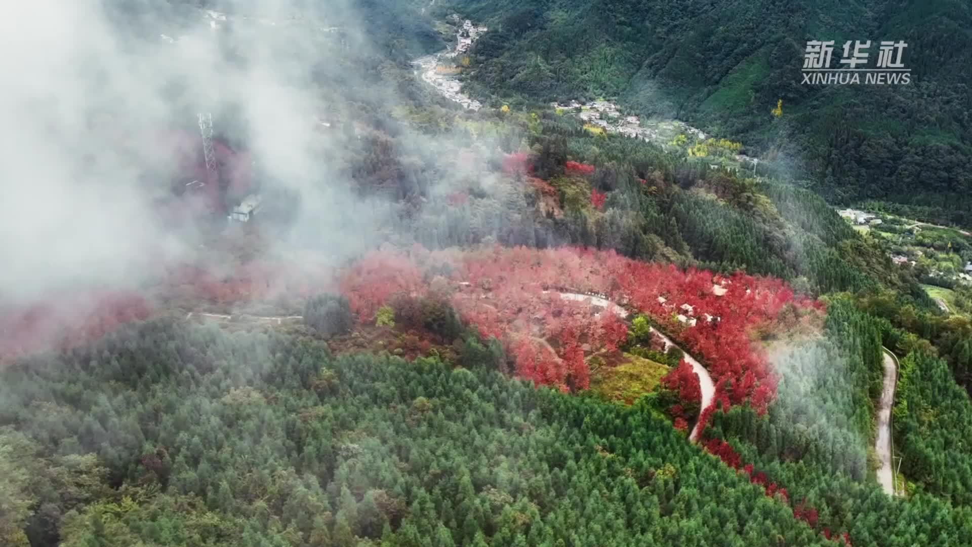 望川秋意浓——四川什邡市川西红枫岭：红叶缀群山