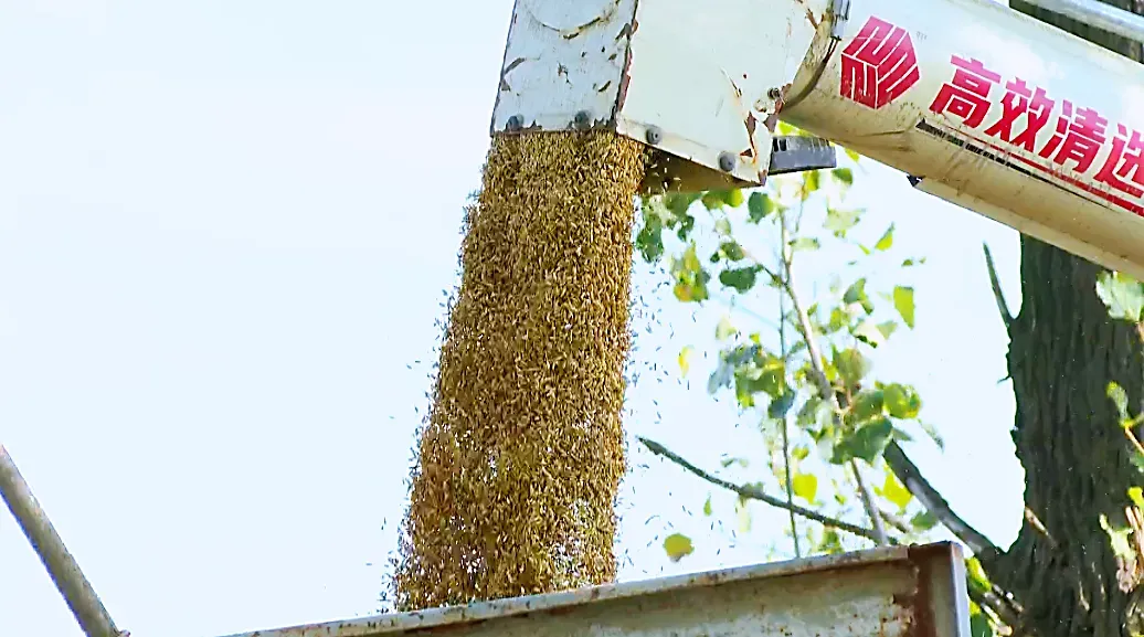 沛县,收稻!1800台农机决战秋收