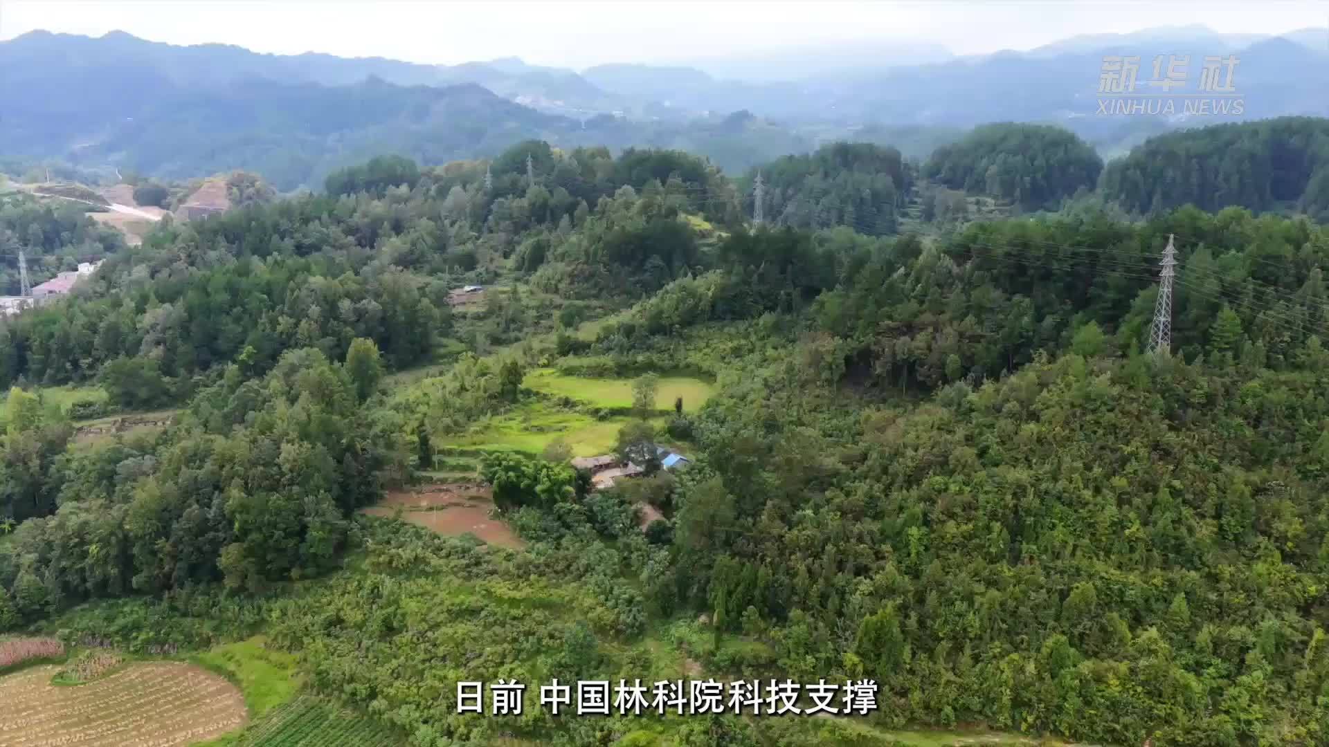 林下经济结“金果”乡村振兴添动能