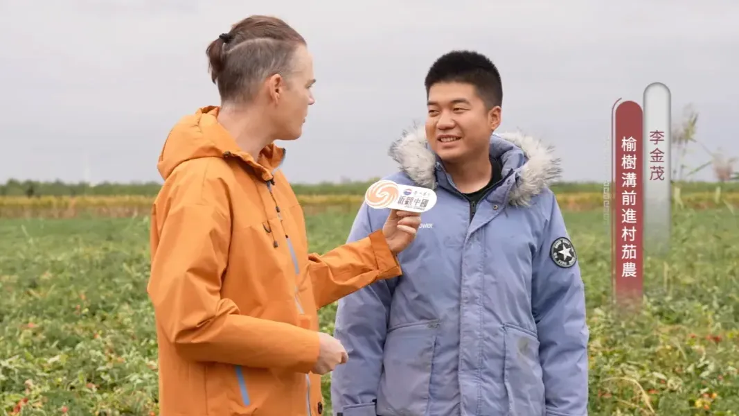 新疆番茄的采摘收割被机械化所代替，农户省下人工费，还能租赁采收机赚钱