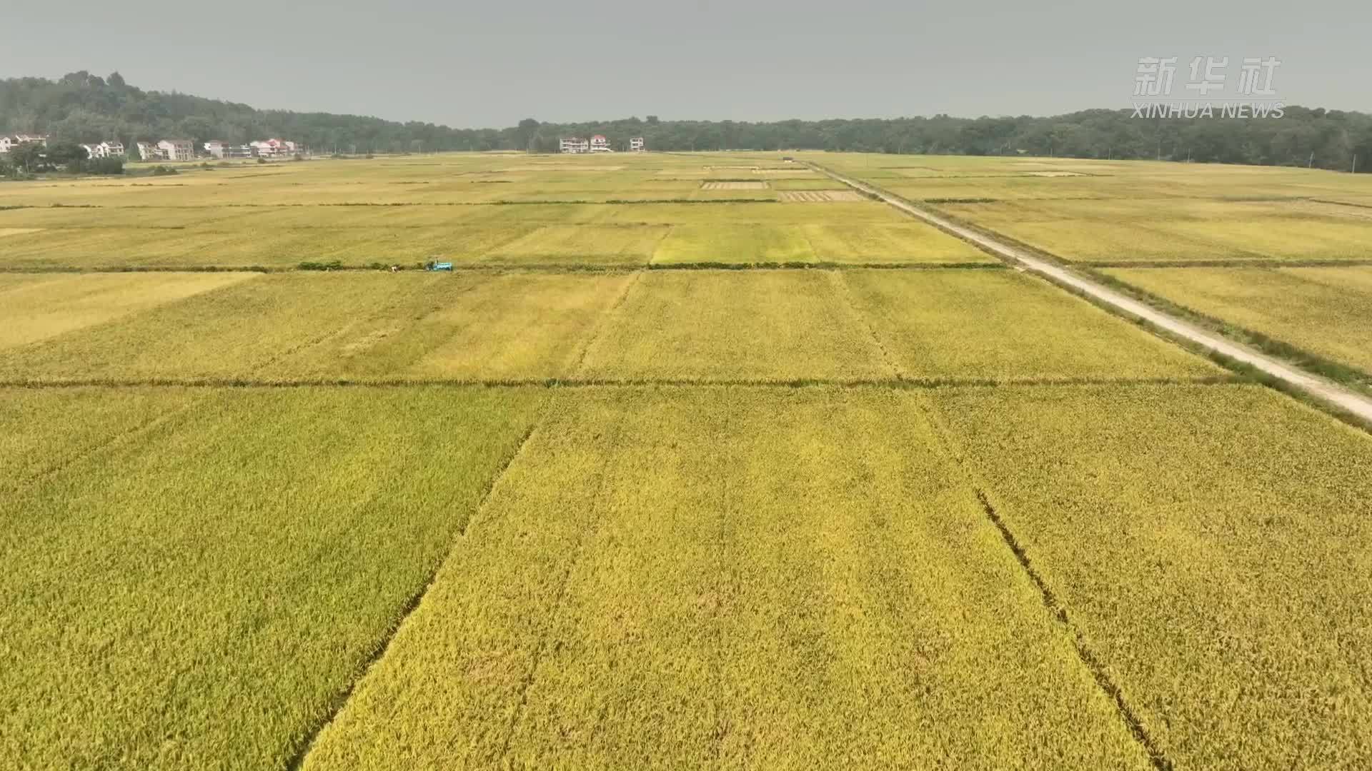 江西泰和：57万亩晚稻迎丰收 技术护航+轮作模式助农增收