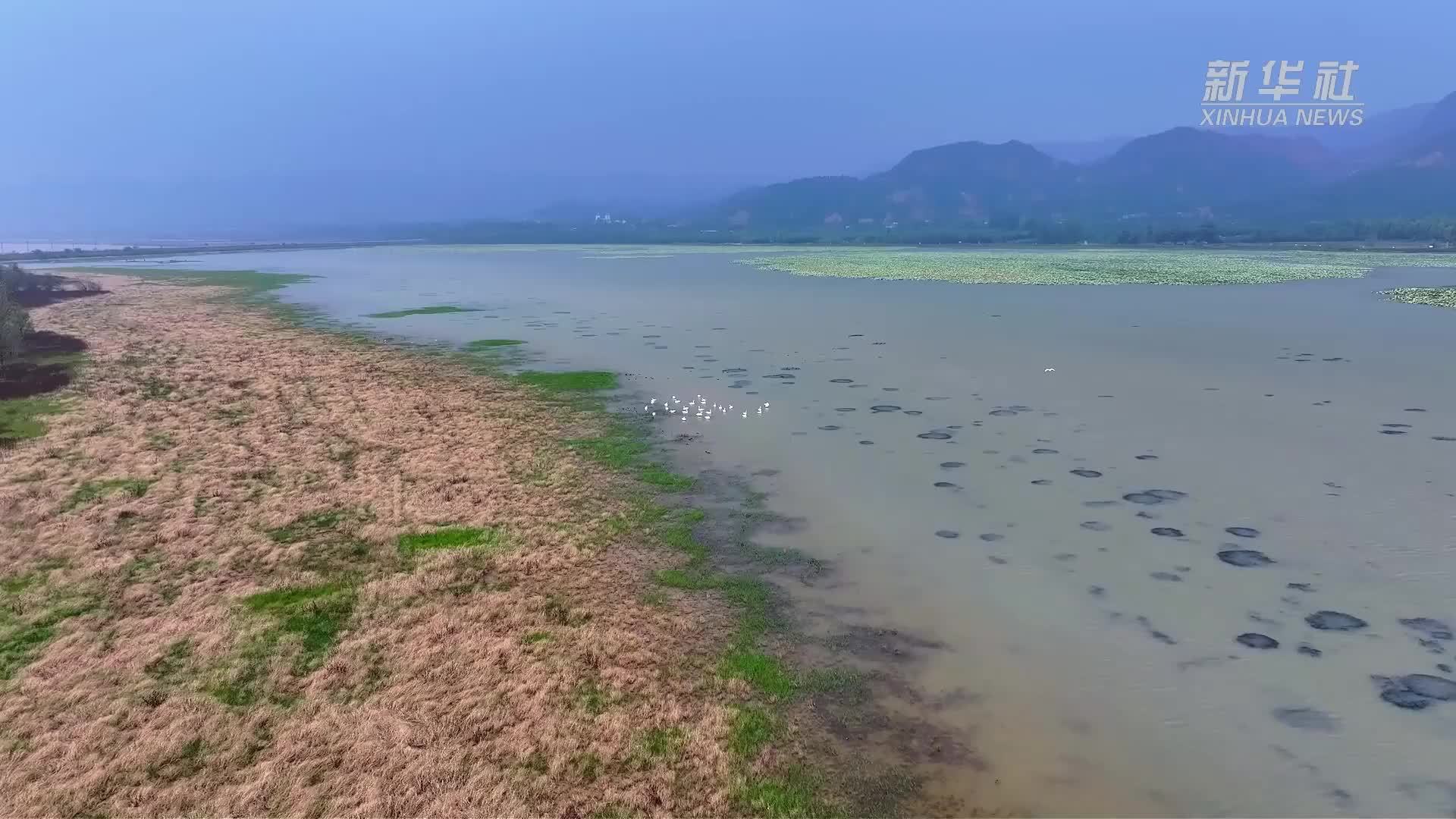 山西平陆黄河湿地迎来首批越冬白天鹅