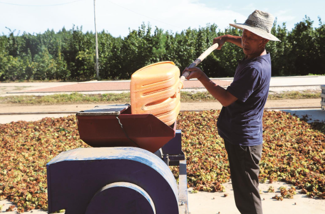 辉南县辉发城镇富强村榛果喜丰收。 蒋雨彤 摄