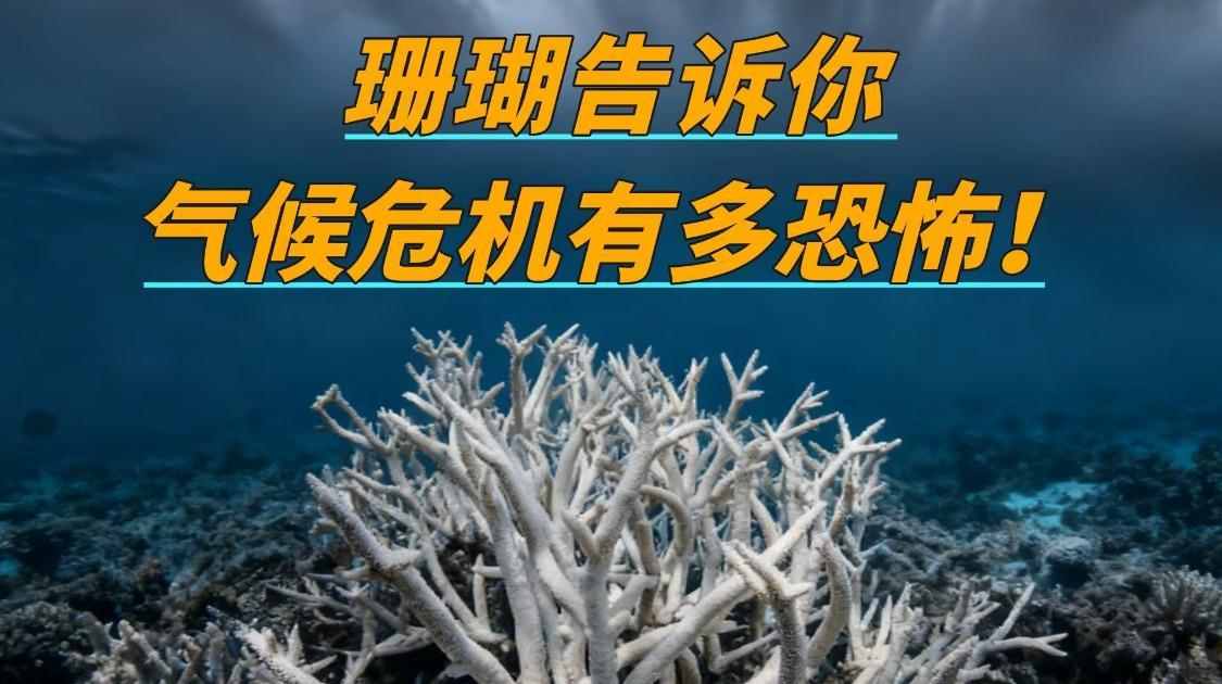 气候危机有多恐怖？珊瑚白化背后，是地球生态崩溃的前奏