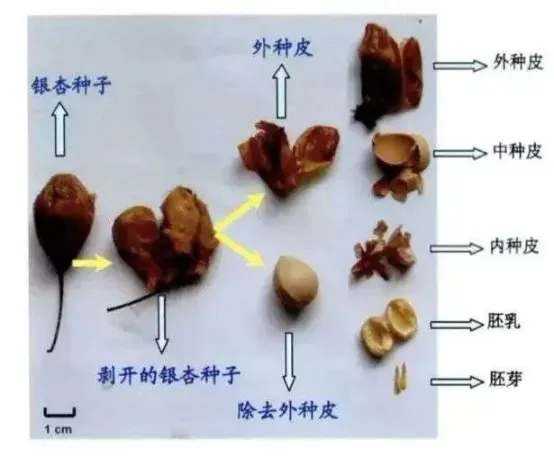 南京中医药大学周桂生《银杏种子资源化学研究》插图
