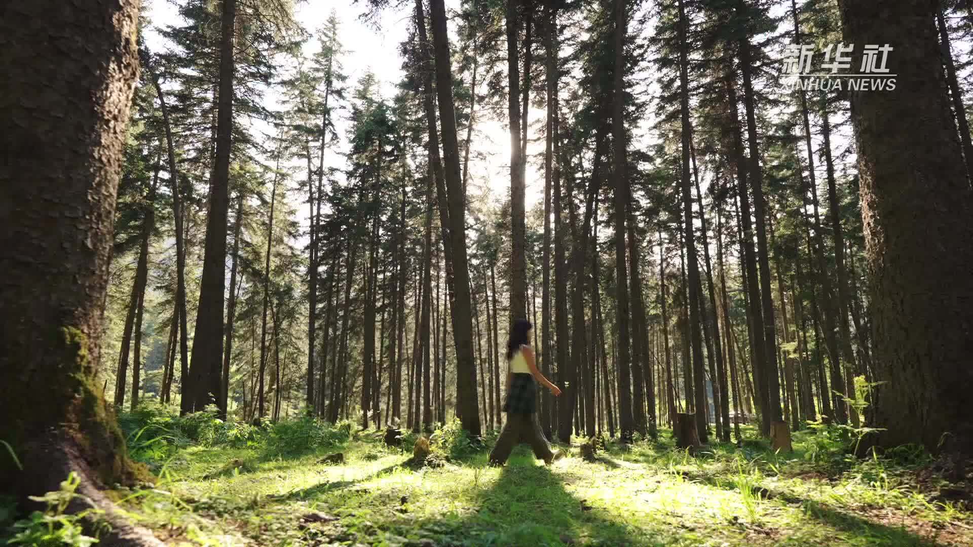 走进群加国家森林公园 共赏秋日美景