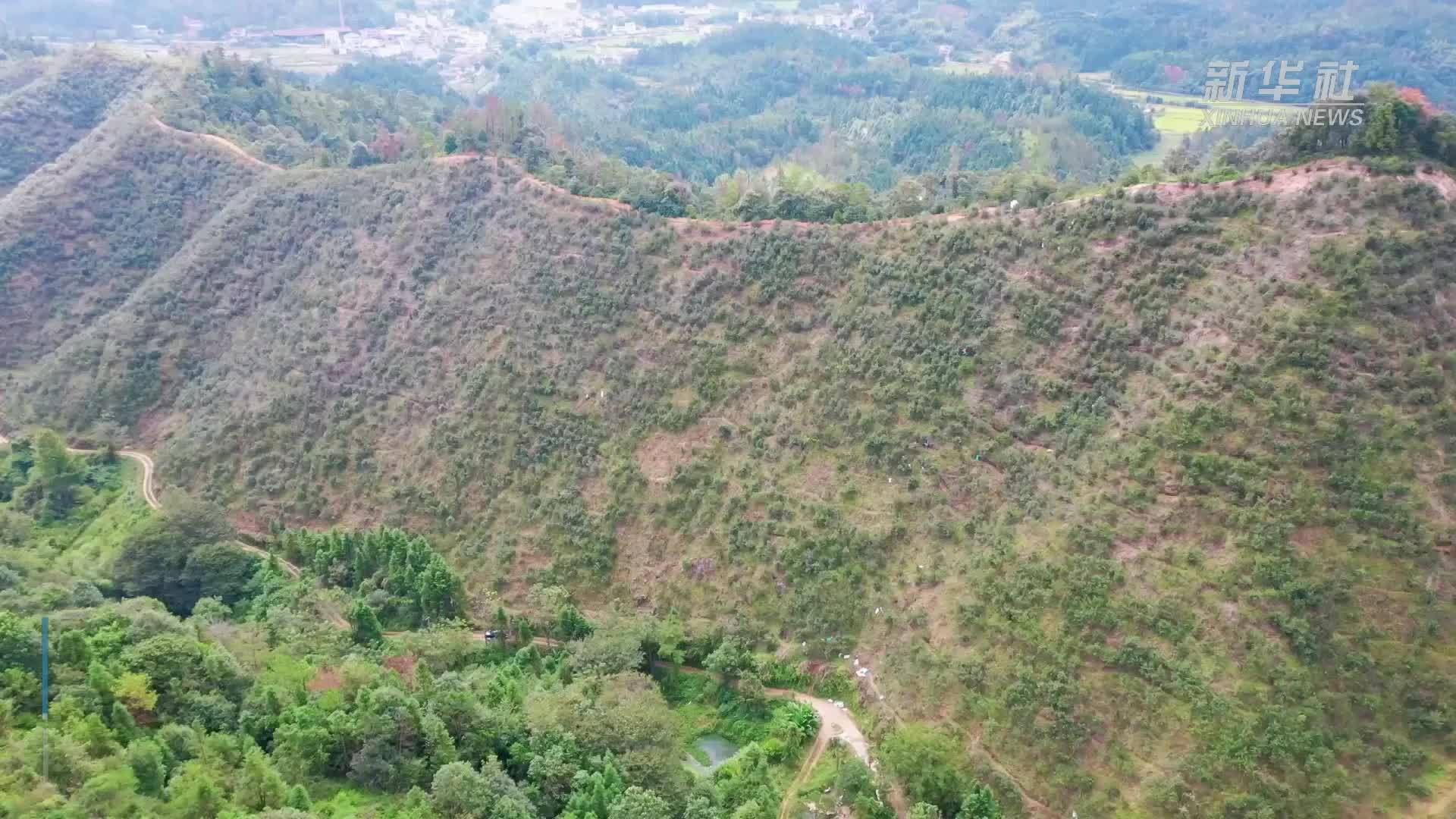 江西全南：茶果漫山香