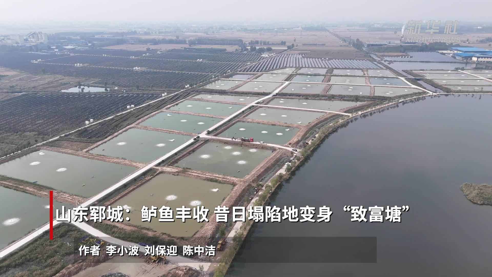 山东郓城：鲈鱼丰收 昔日塌陷地变身“致富塘”