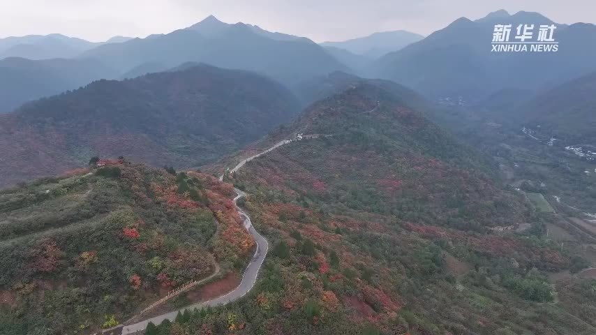 山西平陆：中条山万亩红叶秋正浓
