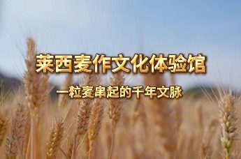 莱西麦作文化体验馆 一粒麦串起的千年文脉