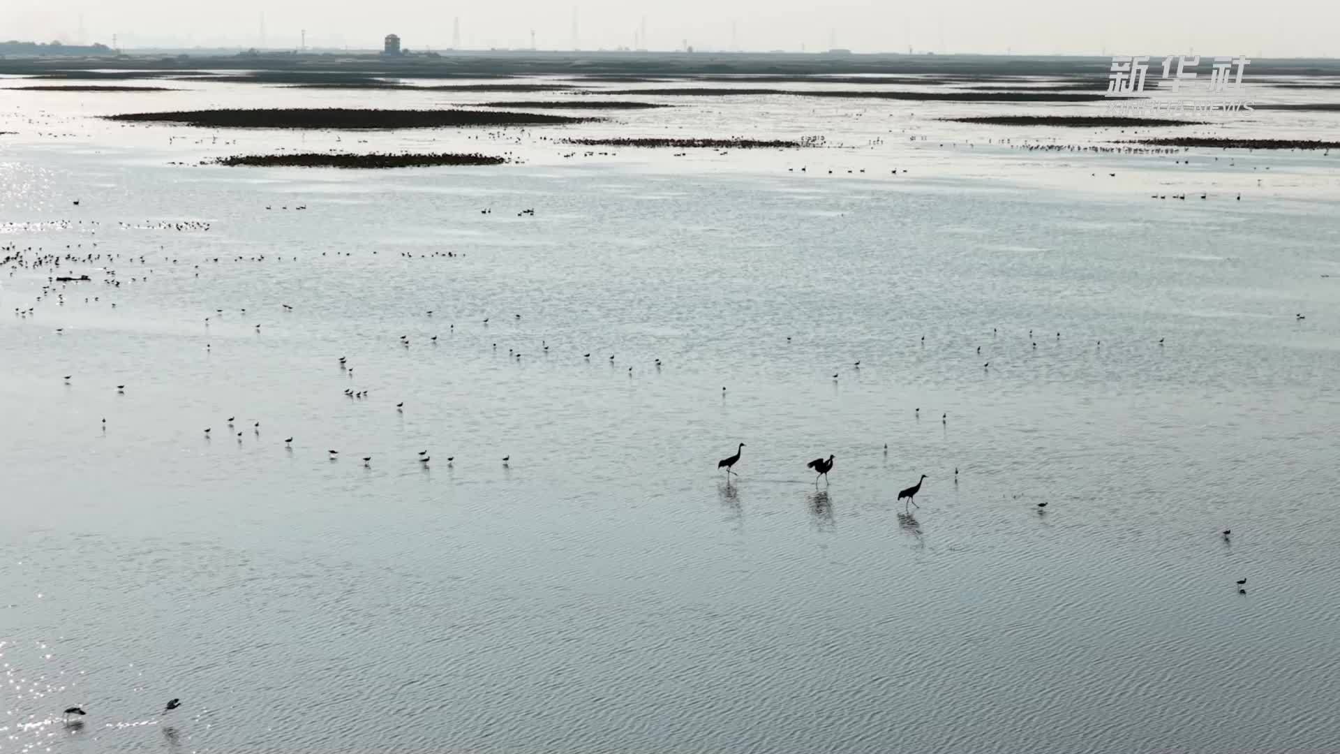 江西永修：鸟麂共绘鄱湖美