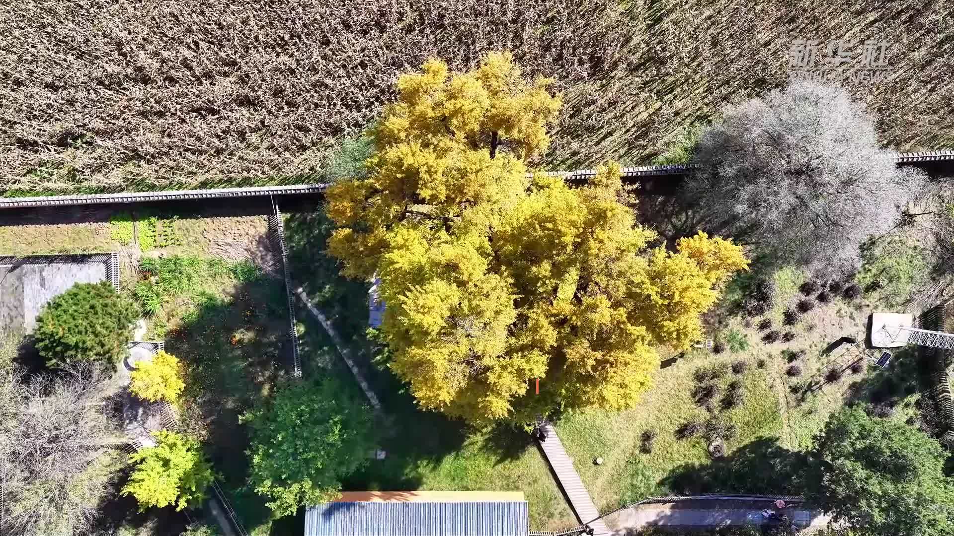 千年银杏满身金黄点亮秋日