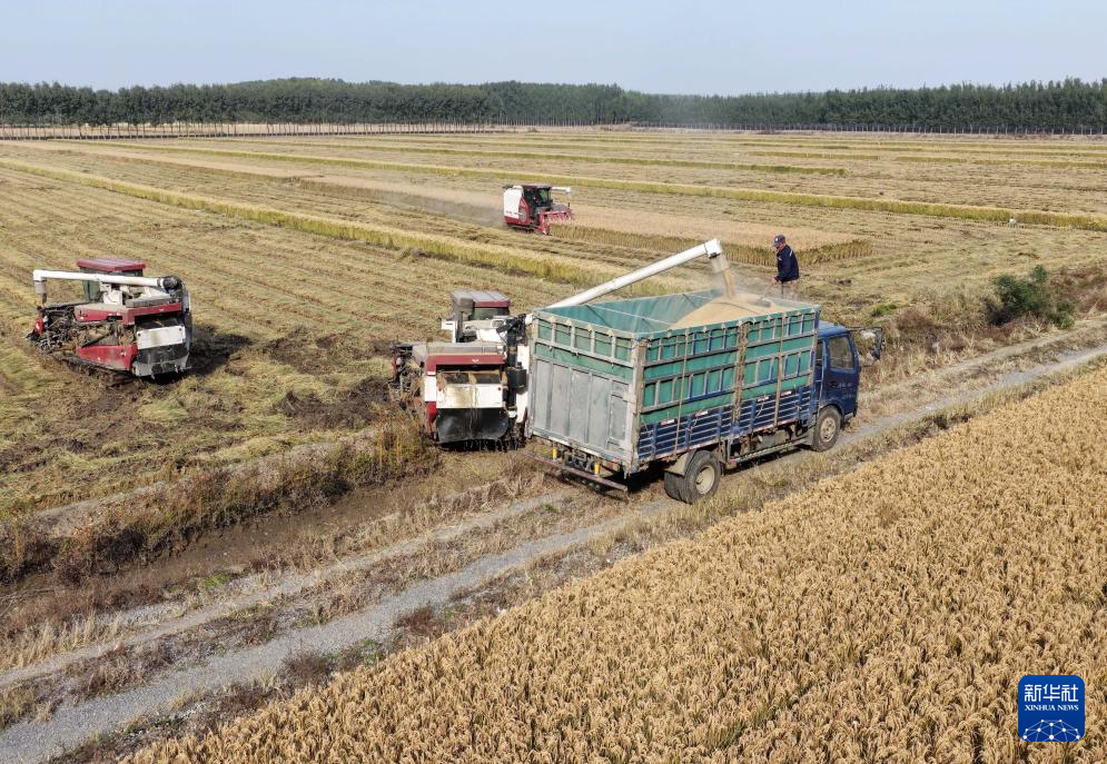 10月27日，河北省唐山市丰南区西葛镇的农民在田间收获水稻（无人机照片）。