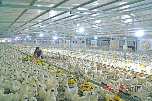 泰和县禾市镇萍芫村泰和乌鸡养殖基地。 大江网视觉江西 邓和平 摄