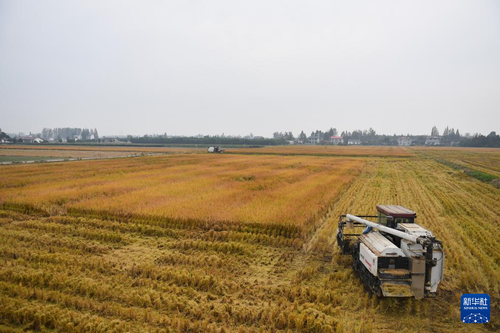 10月29日，农机手驾驶收割机在大通湖区河坝镇王家湖村收割晚稻。新华社记者 陈振海 摄