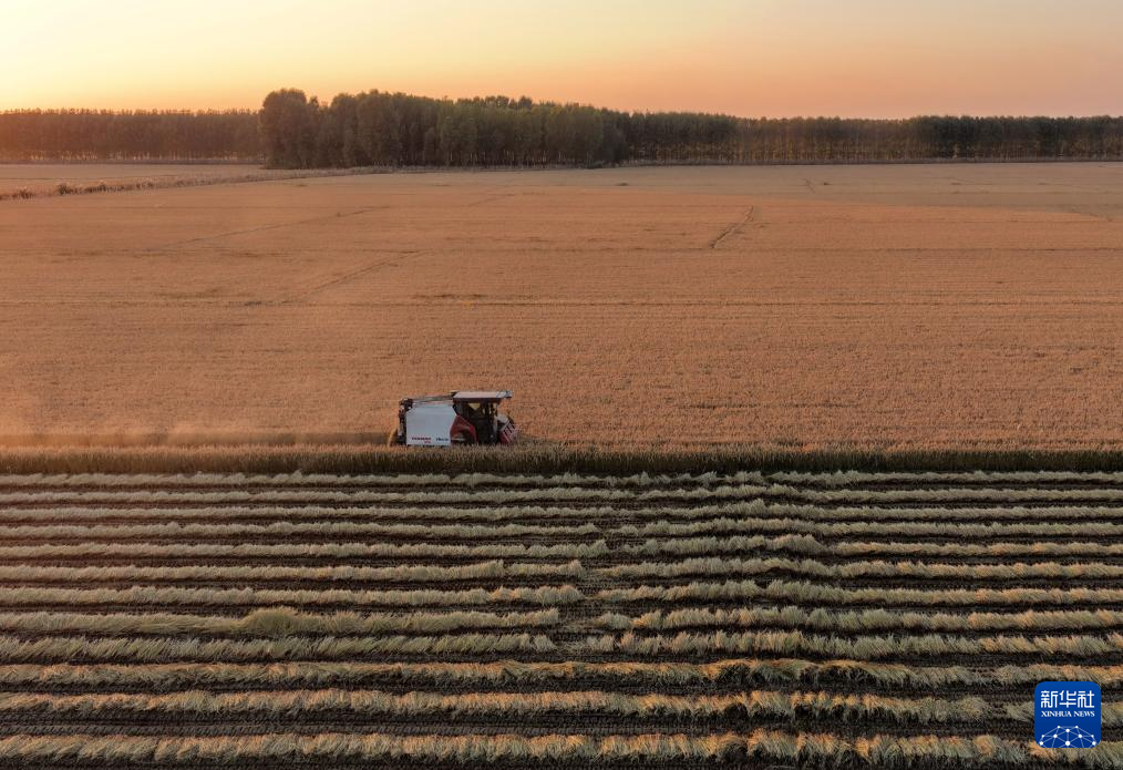 10月27日，河北省唐山市丰南区西葛镇的农民在田间收获水稻（无人机照片）。