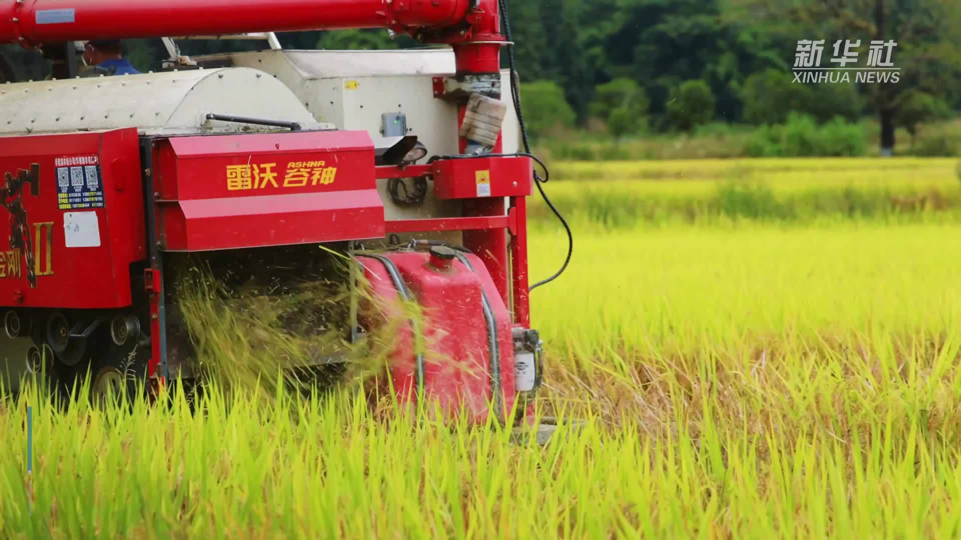 江西全南：抢抓农时收割晚稻