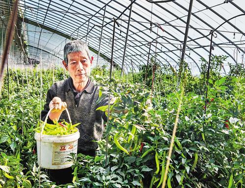 10月21日，在望都县辣椒产业种植基地，工作人员在采摘高产抗病杂交辣椒。 本组图片由侯虓摄