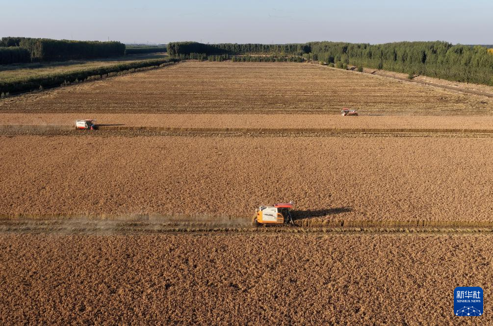 10月27日，河北省唐山市丰南区西葛镇的农民在田间收获水稻（无人机照片）。