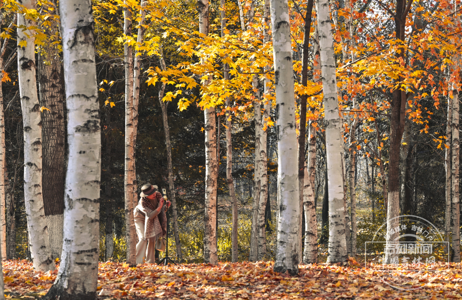 长春世界雕塑园秋景正盛 市民赏秋好去处