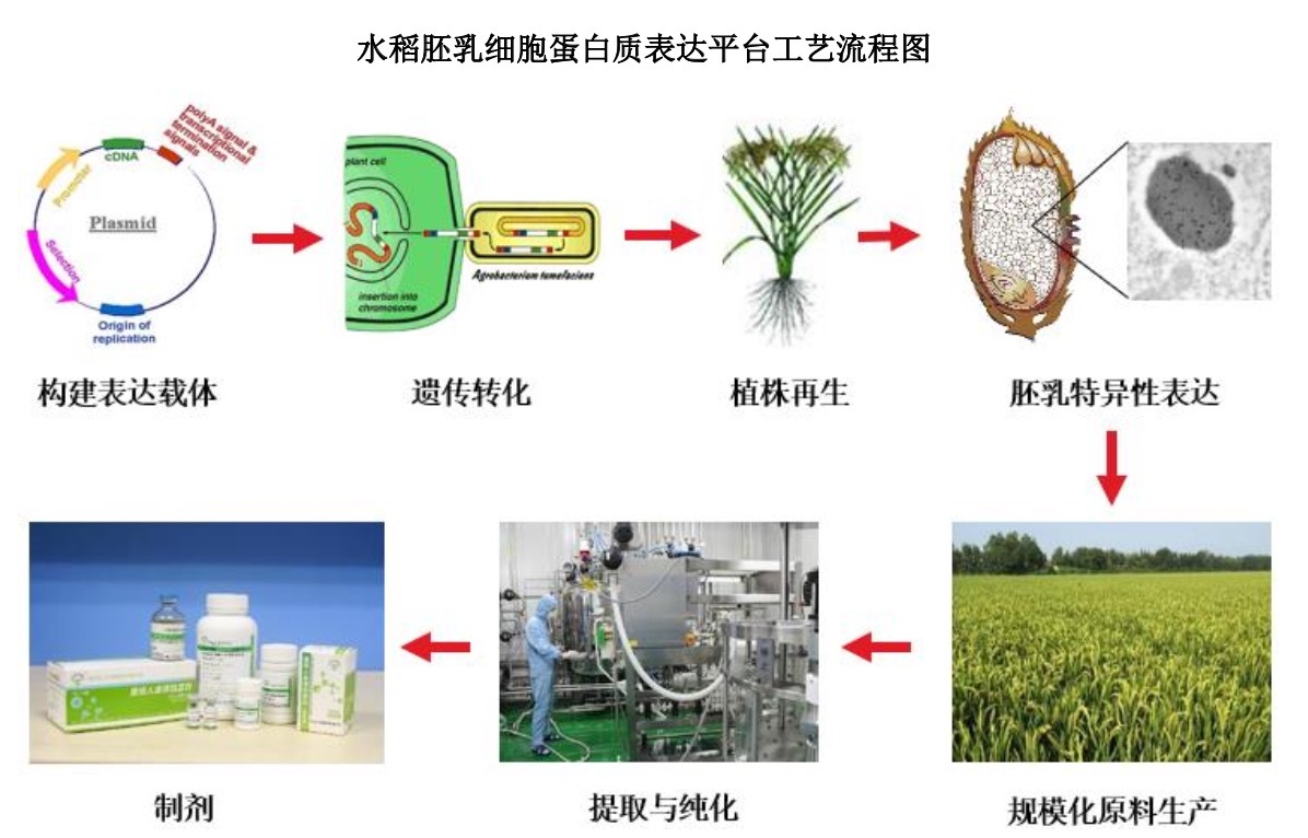 上市首日暴涨213%,禾元生物的“造血水稻”却种在监管悬崖边?