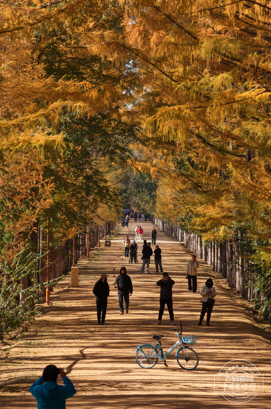 近500米长的落叶松针铺成“金色地毯”